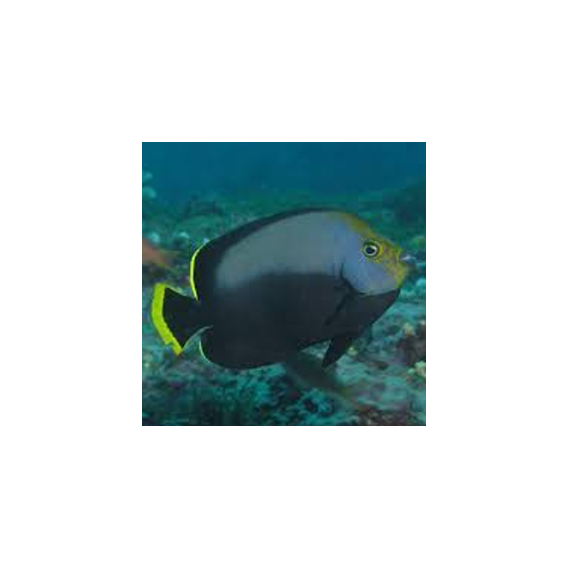 Chaetodontoplus Melanosoma : 5-7 cm Chaetodontoplus Melanosoma : 5-7 cm