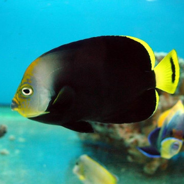 Chaetodontoplus Melanosoma :  5-7 cm  