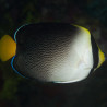 Chaetodontoplus Mesoleucus : 4 à 7 cm