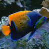 Euxiphipops Navarchus 5-6 cm  