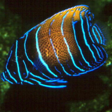Euxiphipops Navarchus 5-6 cm  