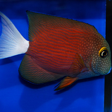 Ctenochaetus Flavicauda 7-8 cm