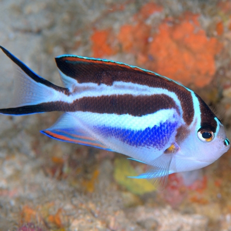 Genicanthus Belus-vrouw: 5-7 cm  