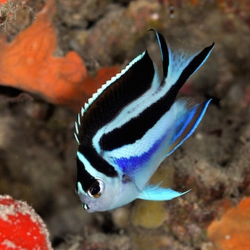 Genicanthus Belus-vrouw: 5-7 cm  