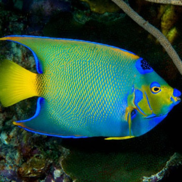 Holacanthus Ciliaris Volwassene: 12-15 cm  