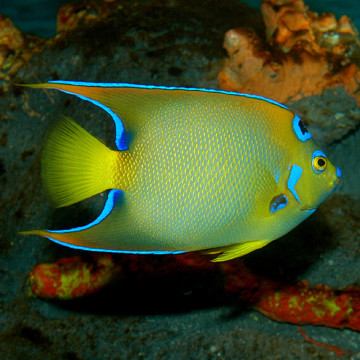 Holacanthus Ciliaris adulte : 15 à 20 cm  