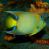 Holacanthus Ciliaris Volwassene: 15 tot 20 cm  