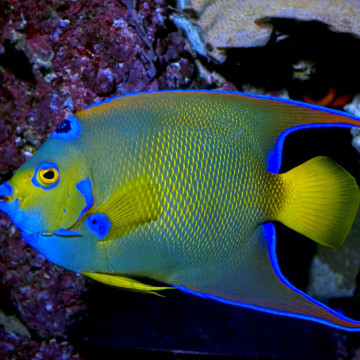 Holacanthus Ciliaris Volwassene: 15 tot 20 cm  