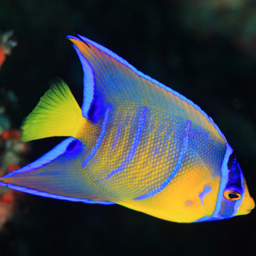 Holacanthus Ciliaris juvenile : 4-6 cm  