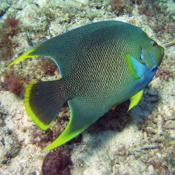 Holacanthus bermudensis  4-7 cm