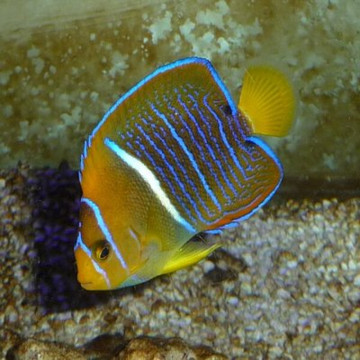 Holacanthus-pas: 8-10 cm  