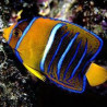 Holacanthus-pas: 8-10 cm  