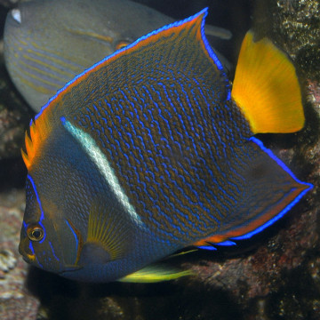 Holacanthus Passer : 8-10 cm  