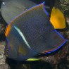 Holacanthus Passer : 8-10 cm  