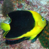 Holacanthus tricolor: 3-5 cm  