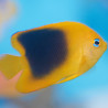 Holacanthus tricolor: 3-5 cm  
