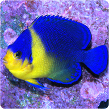 Paracentropyge Venusta  2 cm (élevage) Rare