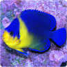 Paracentropyge Venusta  2 cm (élevage) Rare