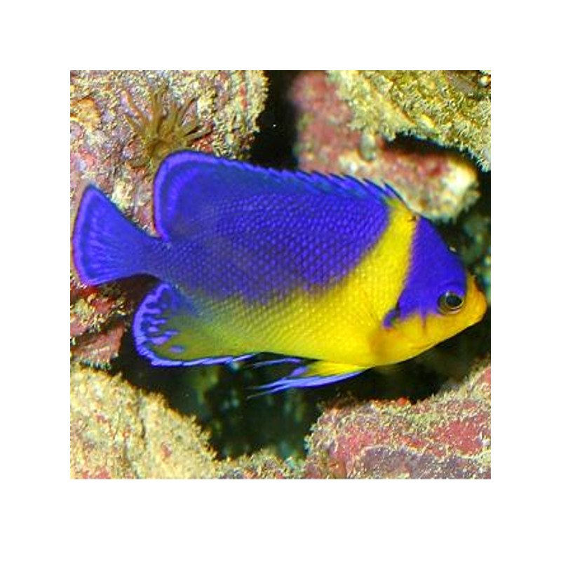 Paracentropyge Venusta  2-3 cm (élevage) 185,00 €