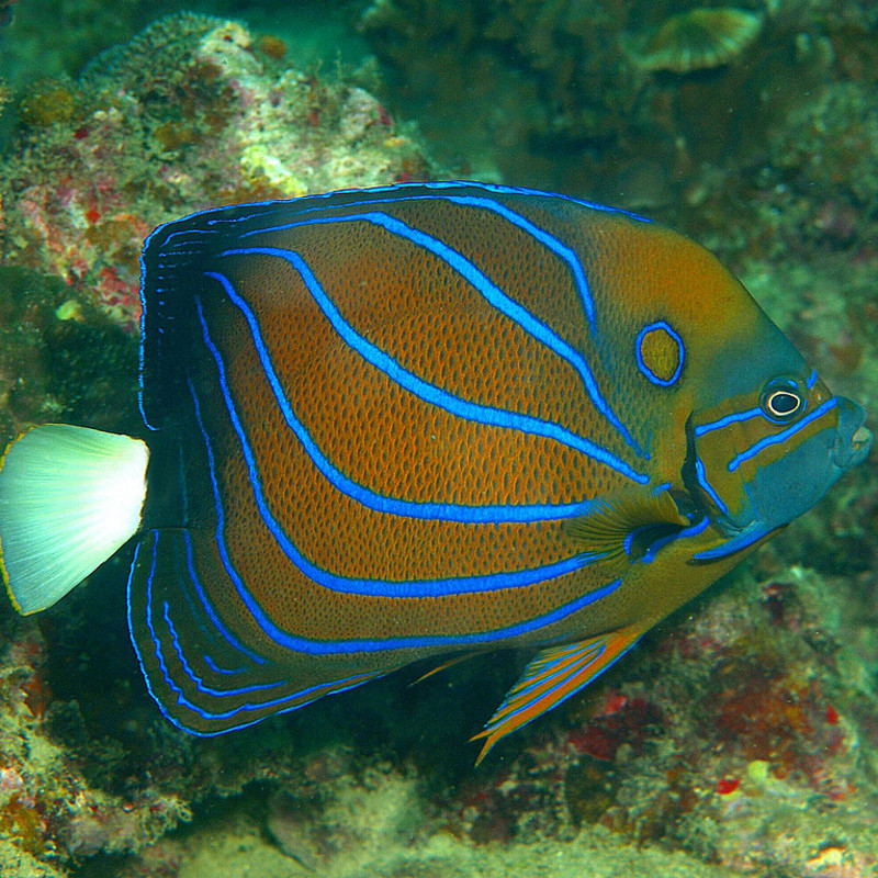 Pomacanthus Annularis adulte : 10-12 cm  