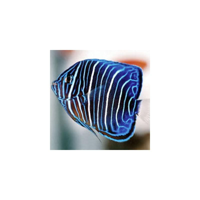 Pomacanthus Annularis 2-3 cm (Elevage)