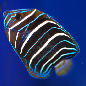 Pomacanthus Chrysurus juvenile : 5-7 cm  