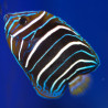 Pomacanthus Chrysurus juvenile : 5-7 cm  