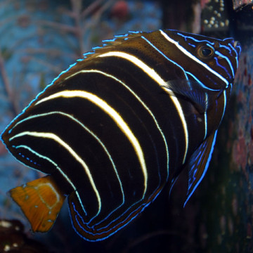Pomacanthus Chrysurus juvenile : 5-7 cm  
