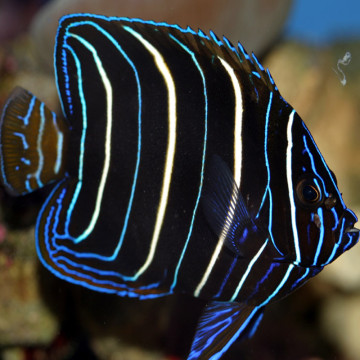 Pomacanthus Chrysurus juvenile : 5-7 cm  