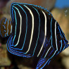 Pomacanthus Chrysurus juvenile : 5-7 cm  
