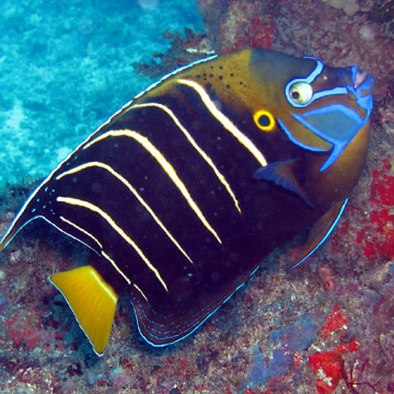 Pomacanthus Chrysurus juvenile : 5-7 cm  