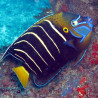 Pomacanthus Chrysurus Juvenile: 5-7 cm  