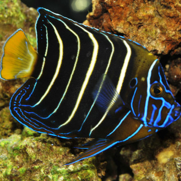 Pomacanthus Chrysurus juvenile : 5-7 cm  