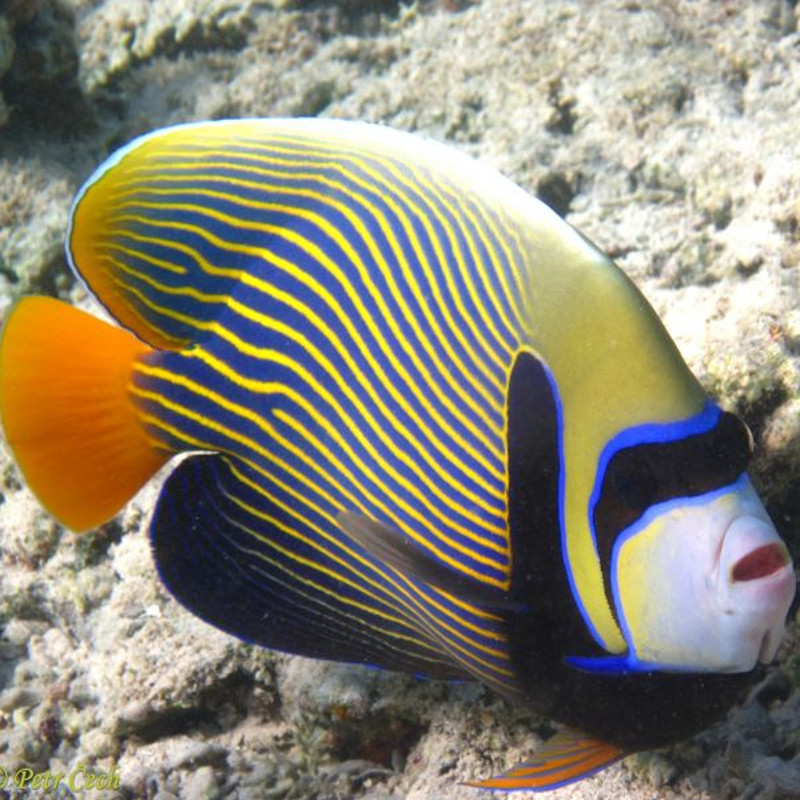 Pomacanthus Imperator adulte : 16-20 cm Pomacanthus Imperator adulte : 16-20 cm