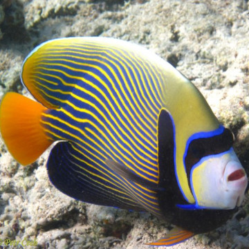 Pomacanthus-imperator Juvenile: 6 tot 8 cm  