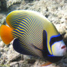 Pomacanthus-imperator Juvenile: 6 tot 8 cm  