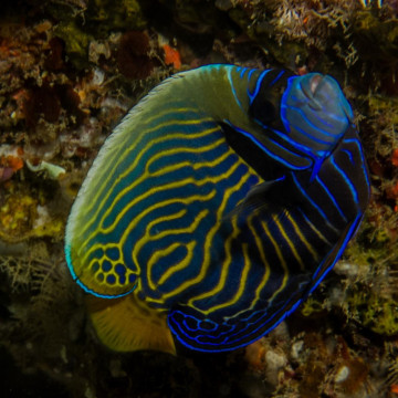 Pomacanthus-imperator Juvenile: 6 tot 8 cm  