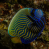 Pomacanthus Imperator juvenile : 6 à 8 cm  