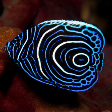 Pomacanthus Imperator juvenile : 6 à 8 cm  