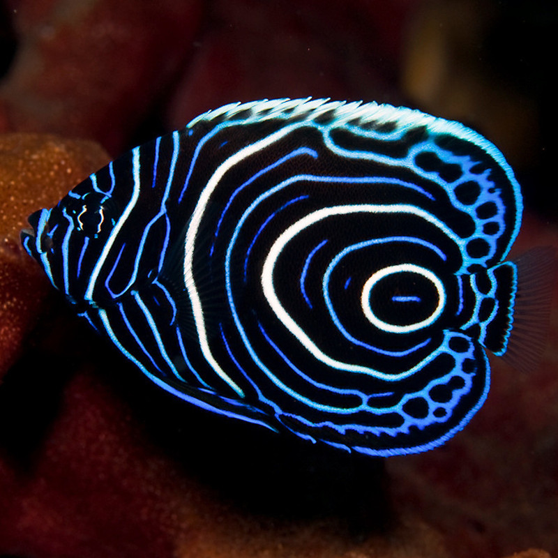 Pomacanthus Imperator juvenile : 6 à 8 cm  