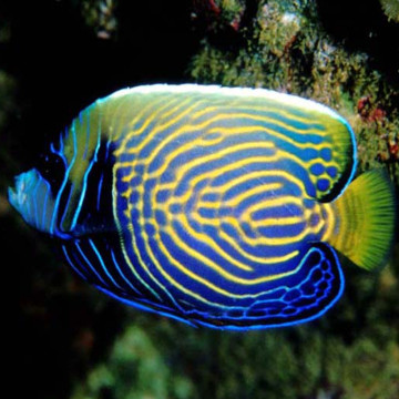 Pomacanthus Imperator juvenile : 6 à 8 cm  