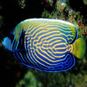 Pomacanthus Imperator juvenile : 6 à 8 cm  