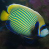 Pomacanthus Imperator juvenile : 6 à 8 cm  