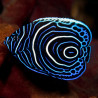 Pomacanthus Imperator sub-adulte : 10-12 cm