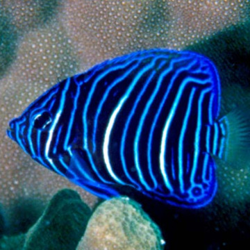 Pomacanthus Maculosus adulte : 7-8 cm