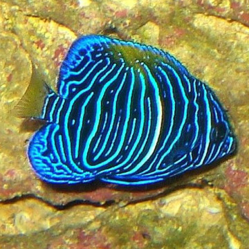 Pomacanthus Maculosus adulte : 7-8 cm