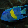 Pomacanthus Maculosus adulte : 7-8 cm
