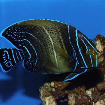Pomacanthus Semicirculatus Juvenile: 4 tot 7 cm  