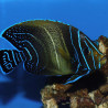 Pomacanthus Semicirculatus Juvenile: 4 tot 7 cm  