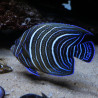 Pomacanthus Semicirculatus Juvenile: 4 tot 7 cm  